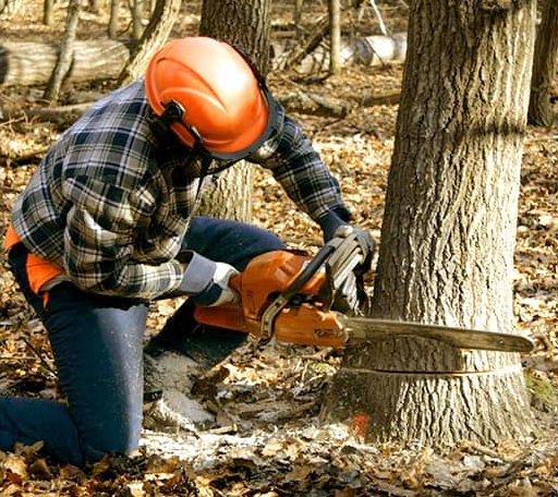 Tree Removal in Sawyer, OK